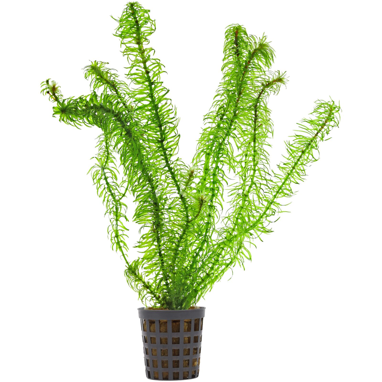 Egeria najas