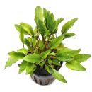 Cryptocoryne wendtii Green Gecko - Topf