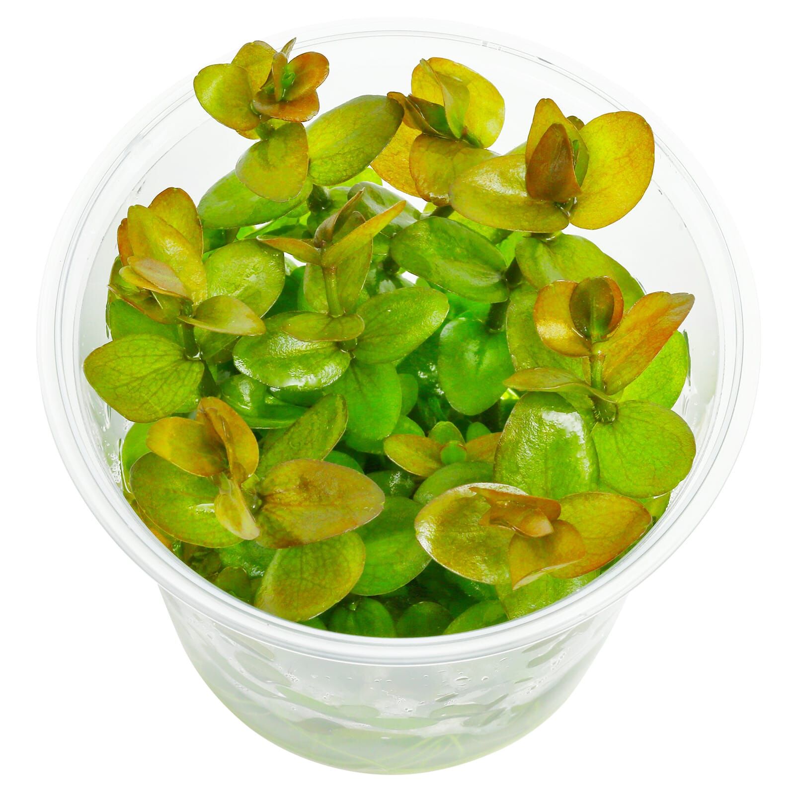 Bacopa caroliniana "Colorata"