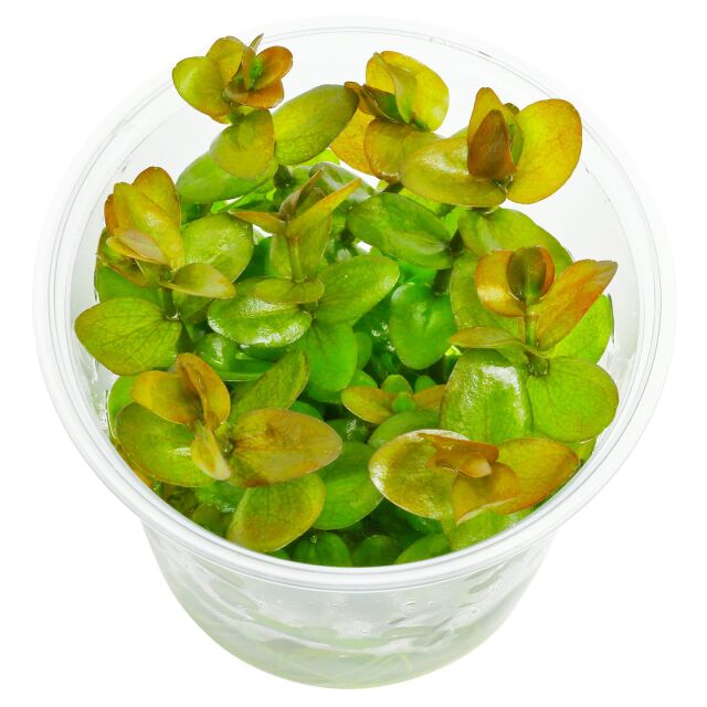 Bacopa caroliniana "Colorata"