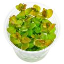 Bacopa caroliniana "Colorata" - in Vitro