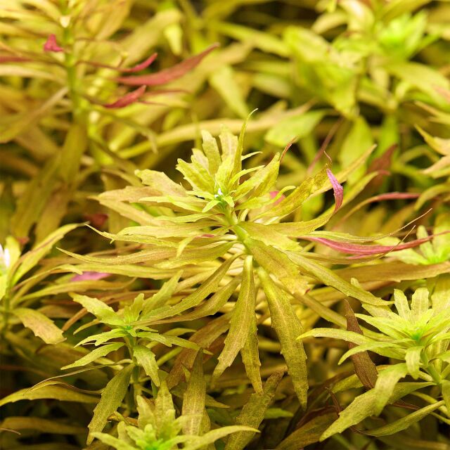 Limnophila cf. hippuridoides "Mini"