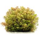 Limnophila cf. hippuridoides "Mini"