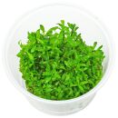 Ludwigia inclinata var. verticillata Cuba - in Vitro