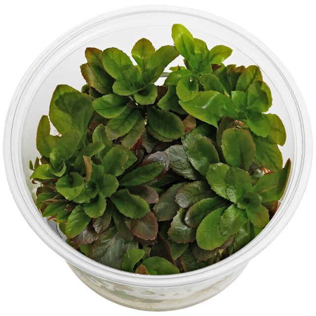 Ludwigia sphaerocarpa - in Vitro