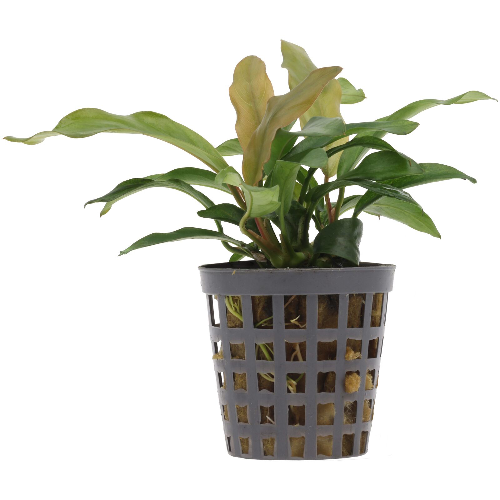 Anubias barteri var. glabra 'Variegated'