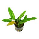 Anubias barteri var. glabra Variegated - Topf