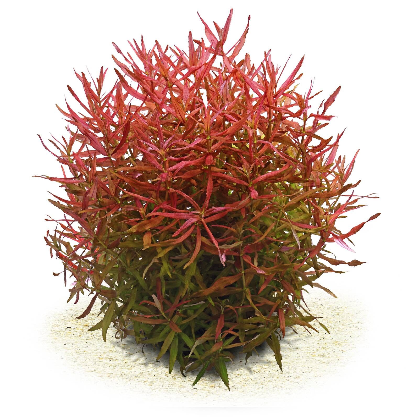 Limnophila aromatica "Mini"