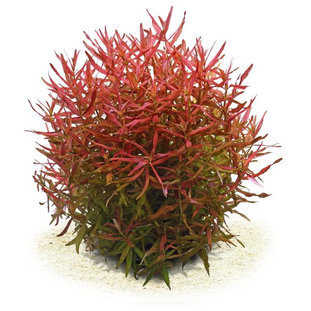 Limnophila aromatica "Mini"