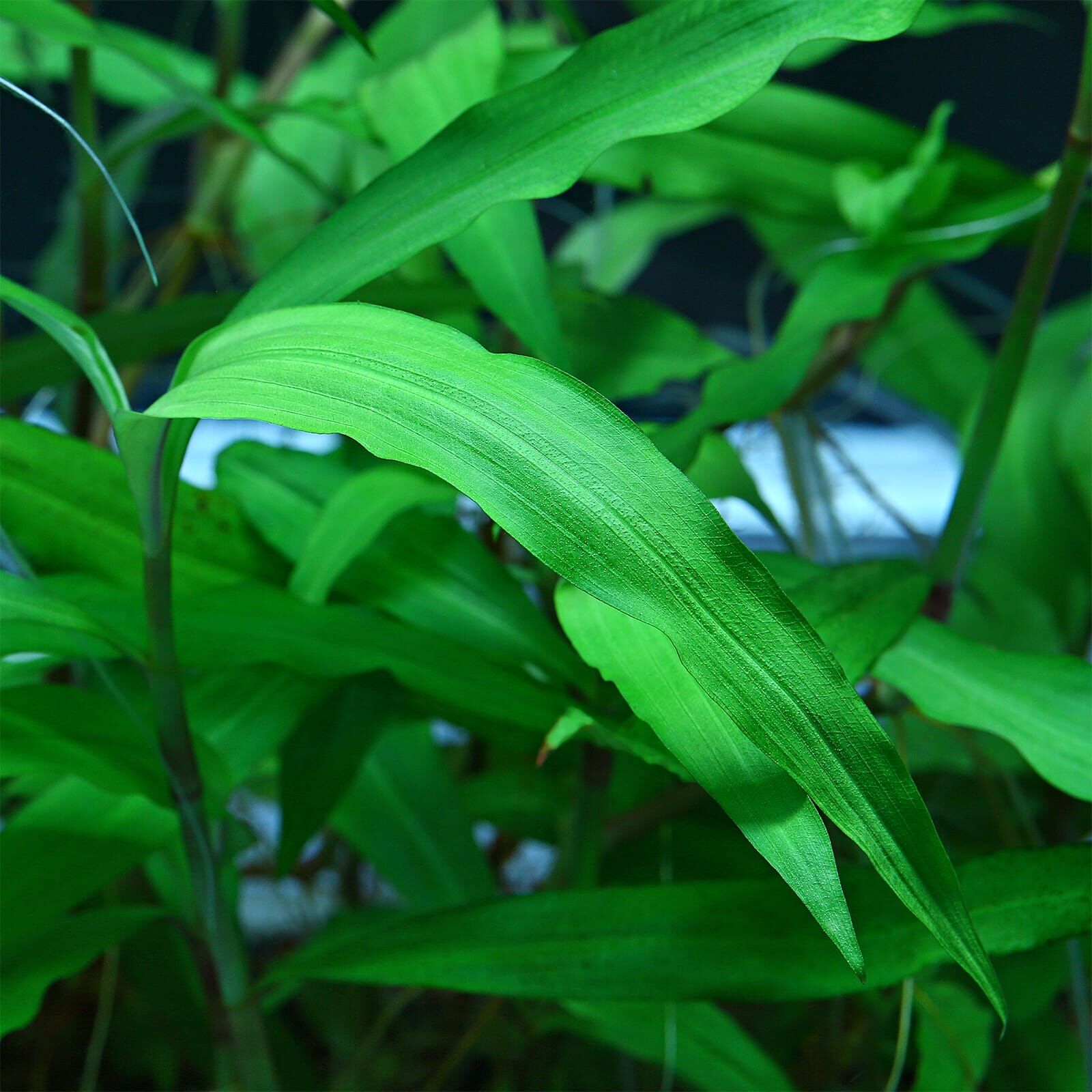 Floscopa cf. glomerata
