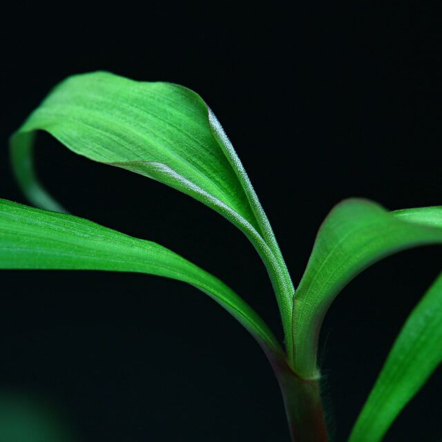 Floscopa cf. glomerata