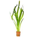 Vallisneria australis "Marmor"