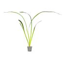 Vallisneria australis "Marmor" - Topf