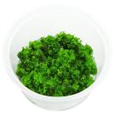 Riccardia sp. "graeffei" - in Vitro