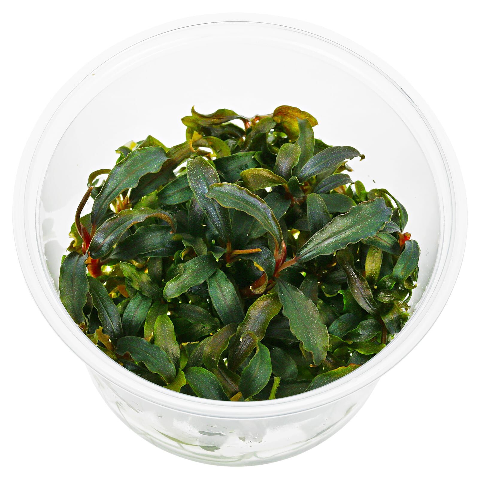 Bucephalandra sp. "Kedagang"