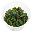 Bucephalandra sp. "Kedagang" - in Vitro