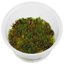 Solenostoma tetragonum "Gunung Sumpit" - in Vitro