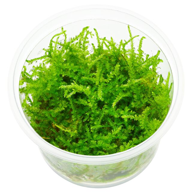 <b>Vesicularia sp. "Mini Christmas Moss"</b><br />Mini Weihnachtsbaum-Moos