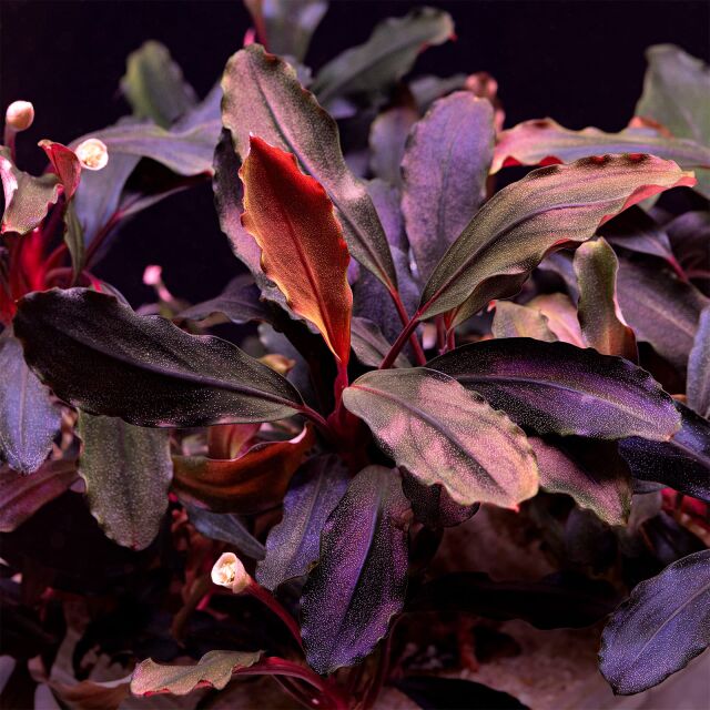 Bucephalandra sp. "Brownie Ghost"