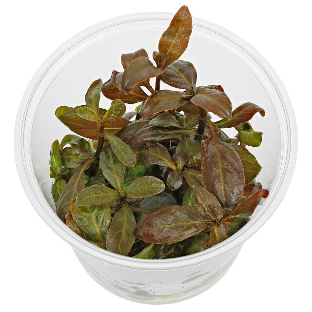 Hygrophila sp. 'Green Olive' - in Vitro