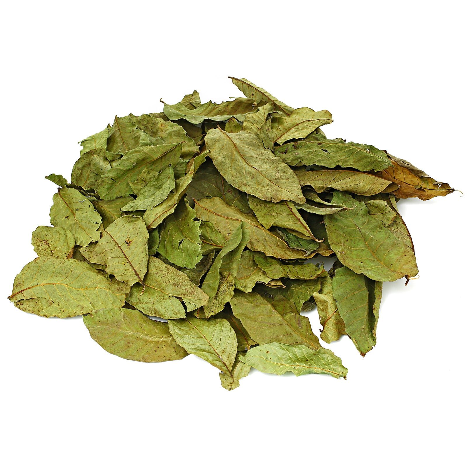 Walnut Leaves - Green