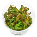 Persicaria praetermissa - in Vitro