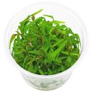 Persicaria sp. "Pak Chong" - in Vitro