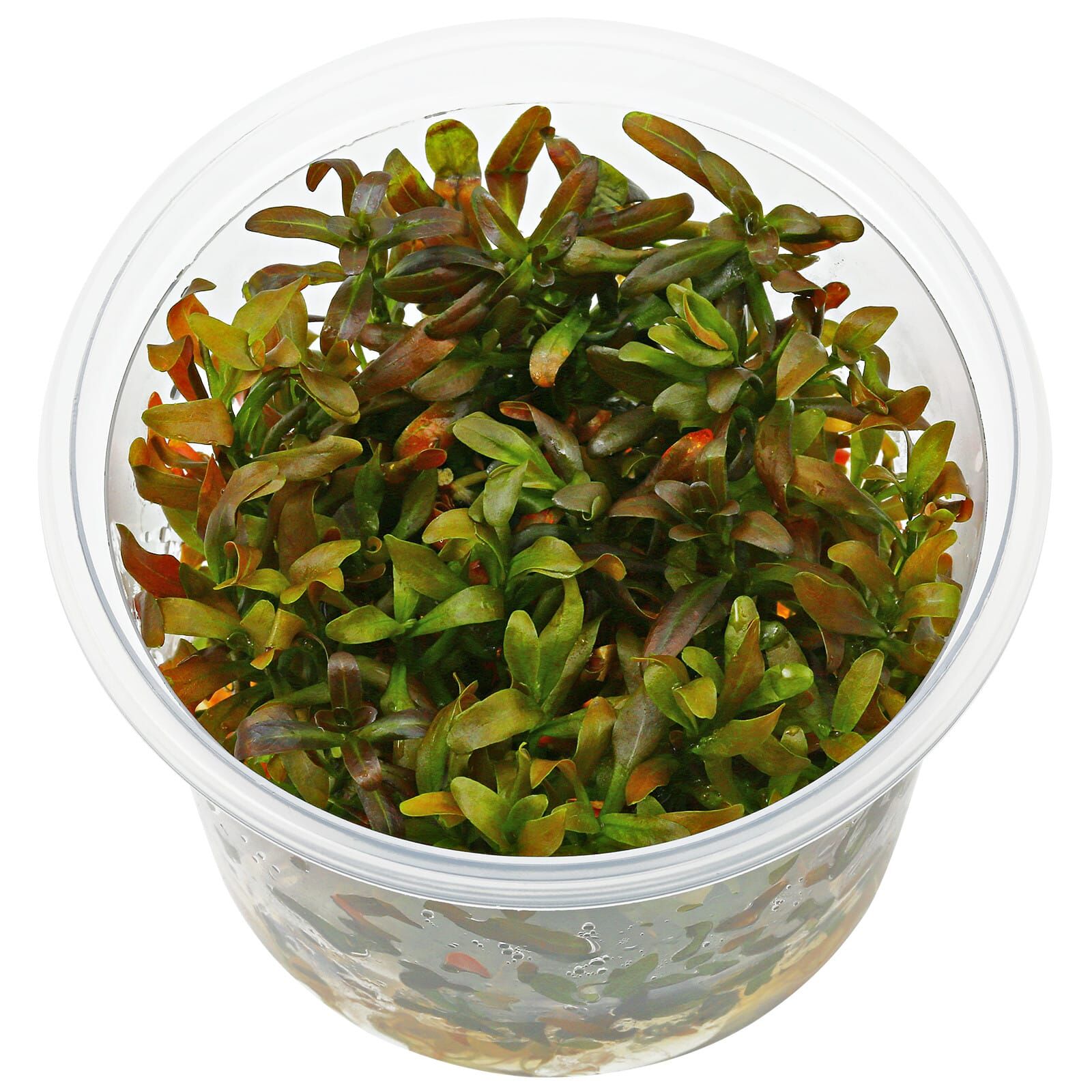 Rotala ramosior "Sunset"