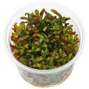 Rotala ramosior "Sunset" - in Vitro