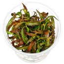 Cryptocoryne spiralis Red - in Vitro