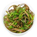 Cryptocoryne spiralis Red - in Vitro XL