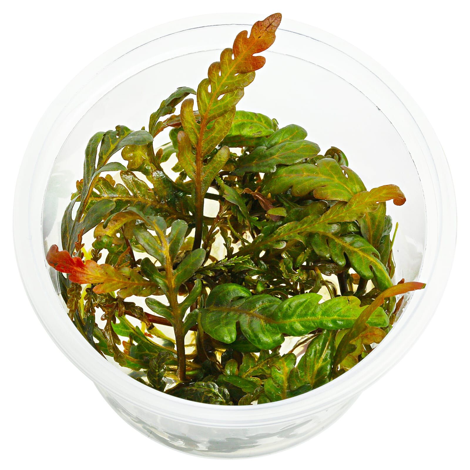 Hygrophila pinnatifida "Uttara Kannada"