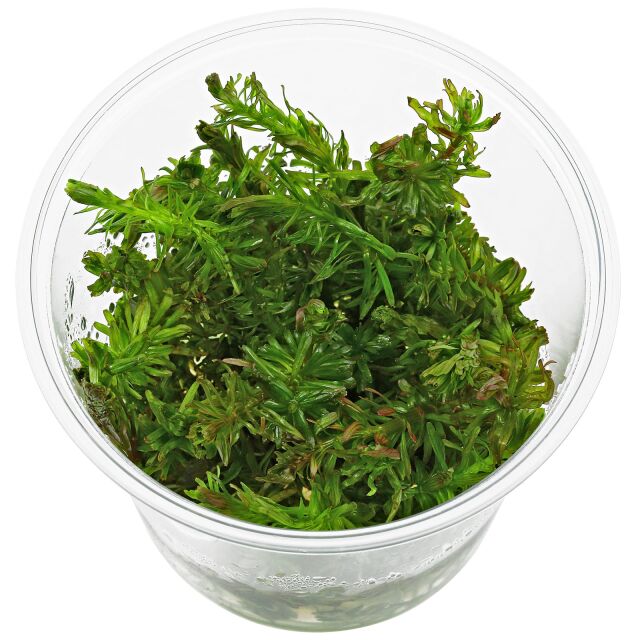 Rotala mexicana &quot;Bangladesh&quot;