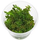 Rotala wallichii "Bangladesh" - in Vitro