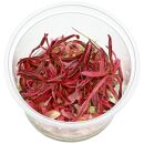 Hygrophila lancea Chai - in Vitro