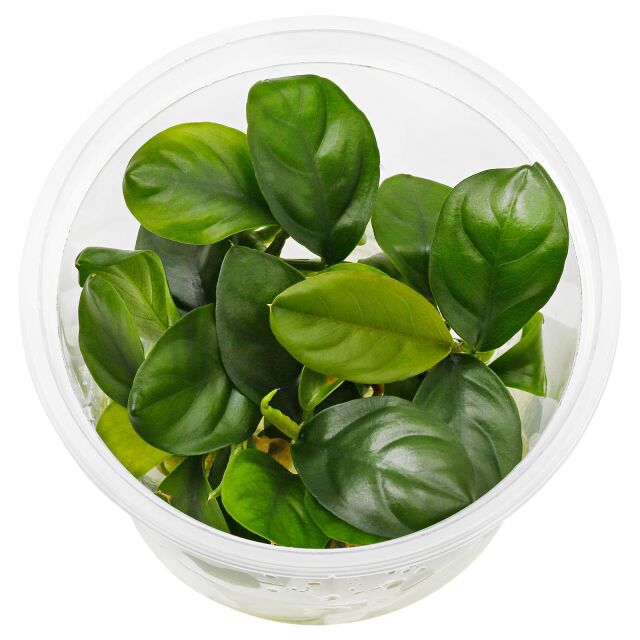 Anubias barteri var. coffeifolia - in Vitro