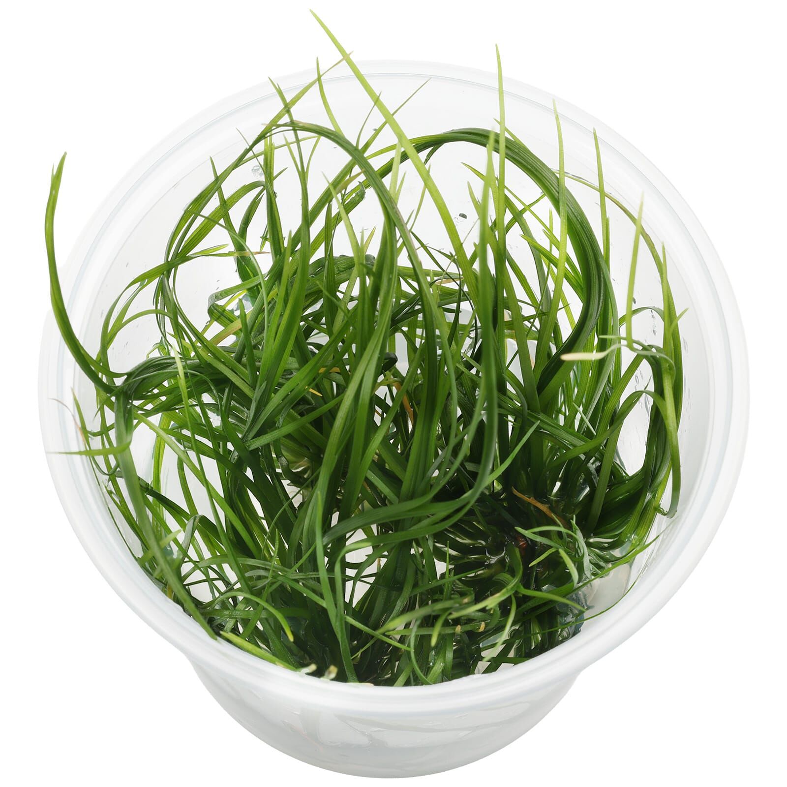 Eriocaulon breviscapum