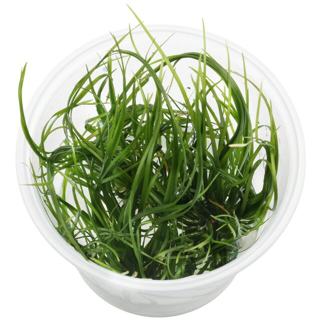 Eriocaulon breviscapum