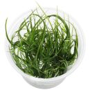 Eriocaulon breviscapum - in Vitro