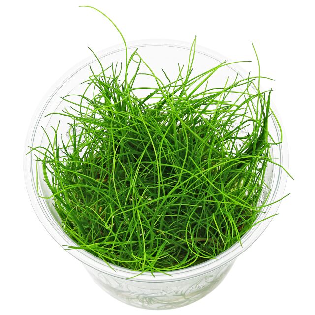 Eleocharis sp. "montevidensis"