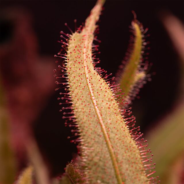 Drosera adelae