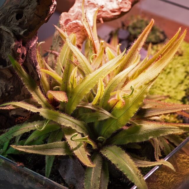 Drosera adelae