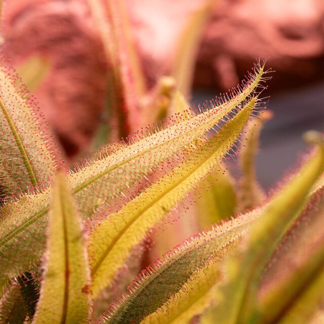 Drosera adelae