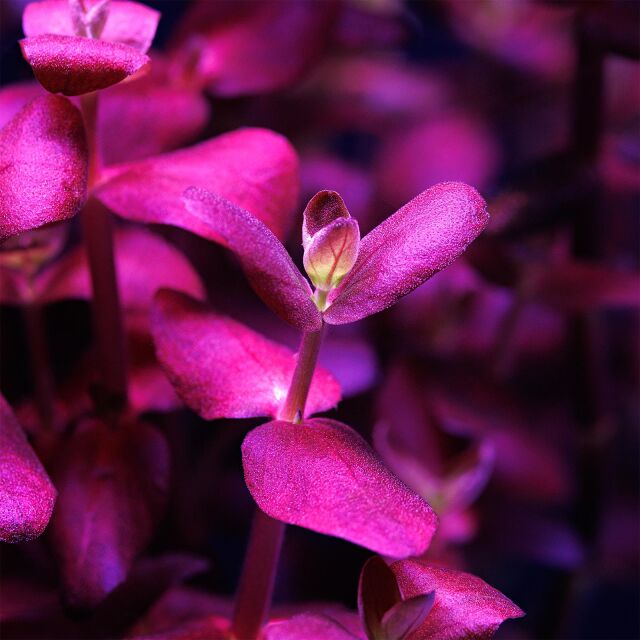 Bacopa salzmannii "Purple"