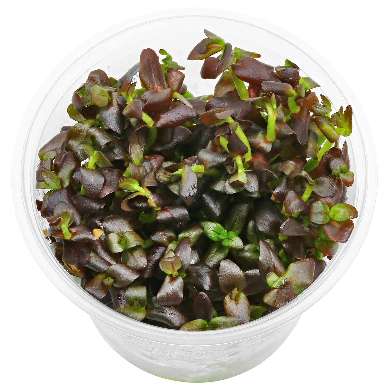 Bacopa salzmannii "Purple"
