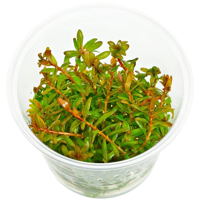 Rotala rotundifolia 'Orange Juice'