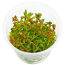 Rotala rotundifolia Orange Juice - in Vitro