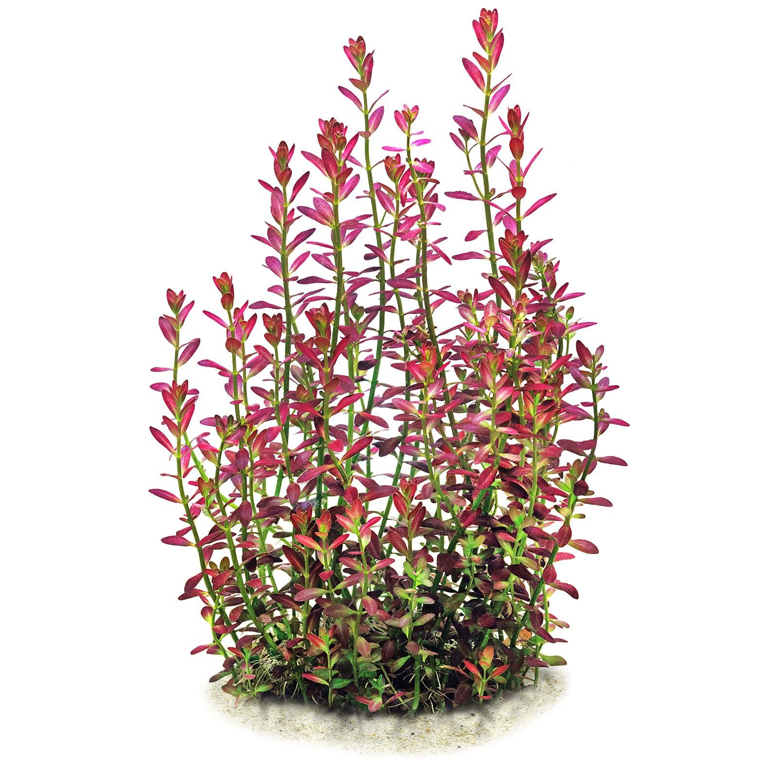 Rotala ramosior &quot;Florida&quot;