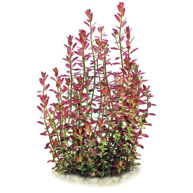 Rotala ramosior "Florida"