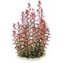 Rotala ramosior "Florida"